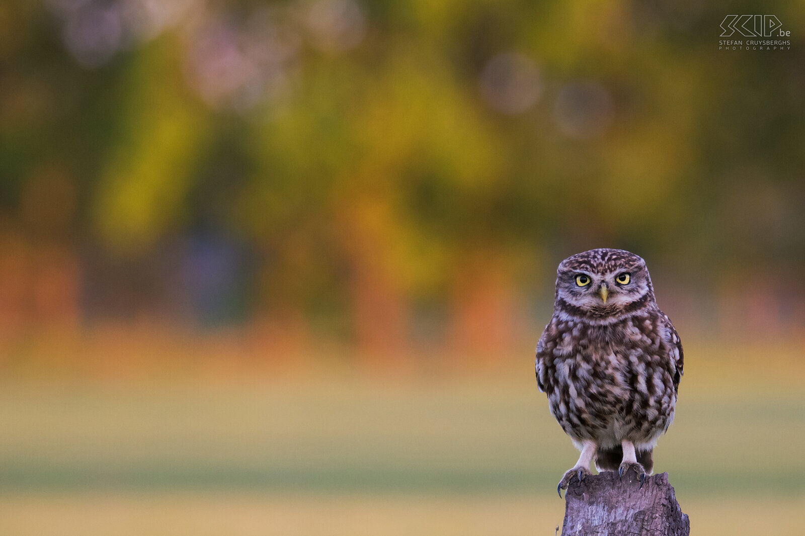 Steenuil vlak voor zonsondergang Zoals de meeste uilen leeft de steenuil vooral 's nachts en komt hij voor in een breed scala aan habitatten waaronder landbouwgrond, bos, heide, ...  Stefan Cruysberghs